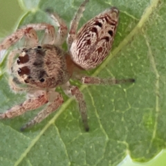 Opisthoncus sp. (genus) at Downer, ACT - 24 Feb 2024