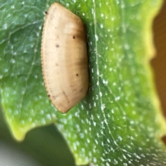 Blattodea (order) (Unidentified cockroach) at Downer, ACT - 24 Feb 2024 by Hejor1