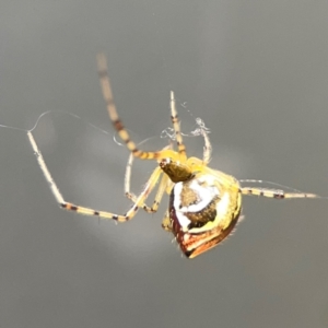 Theridion pyramidale at Downer, ACT - 24 Feb 2024 12:21 PM