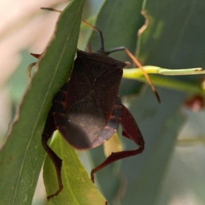 Amorbus sp. (genus) at Downer, ACT - 24 Feb 2024