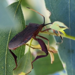 Amorbus sp. (genus) at Downer, ACT - 24 Feb 2024