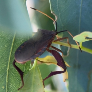 Amorbus sp. (genus) at Downer, ACT - 24 Feb 2024