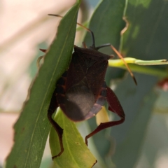 Amorbus sp. (genus) at Downer, ACT - 24 Feb 2024