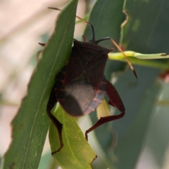 Amorbus sp. (genus) at Downer, ACT - 24 Feb 2024