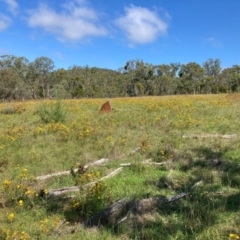 Hypericum perforatum (St John's Wort) at Mount Majura - 31 Jan 2024 by waltraud