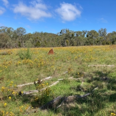 Hypericum perforatum (St John's Wort) at Watson, ACT - 31 Jan 2024 by waltraud