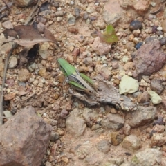 Praxibulus sp. (genus) (A grasshopper) at Watson, ACT - 20 Jan 2024 by RAllen