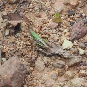 Praxibulus sp. (genus) at Mount Majura - 20 Jan 2024