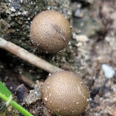 Lycogala epidendrum (Wolf's milk) at Wairo Beach and Dolphin Point - 24 Feb 2024 by trevorpreston