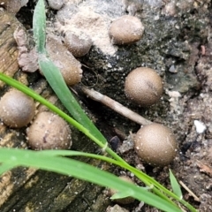 Lycogala epidendrum (Complex) at Meroo National Park - 24 Feb 2024 05:07 PM