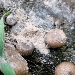 Lycogala epidendrum (Complex) at Meroo National Park - 24 Feb 2024 05:07 PM