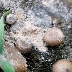 Lycogala epidendrum at Meroo National Park - 24 Feb 2024