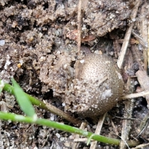 Lycogala epidendrum (Complex) at Meroo National Park - 24 Feb 2024