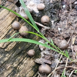 Lycogala epidendrum (Complex) at Meroo National Park - 24 Feb 2024