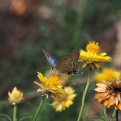 Jalmenus ictinus (Stencilled Hairstreak) at Symonston, ACT - 21 Jan 2024 by RAllen