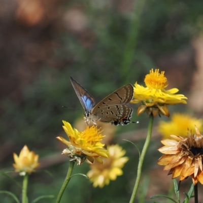 Jalmenus ictinus (Stencilled Hairstreak) at Symonston, ACT - 21 Jan 2024 by RAllen