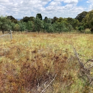 Hypericum perforatum at Mount Majura - 19 Feb 2024