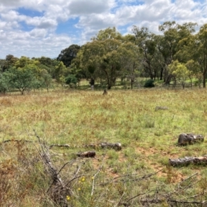 Hypericum perforatum at Mount Majura - 19 Feb 2024