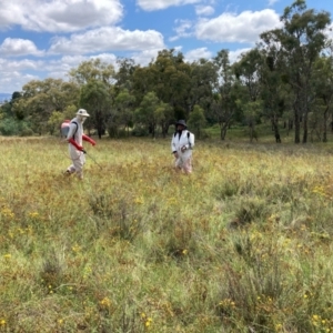 Hypericum perforatum at Mount Majura - 19 Feb 2024