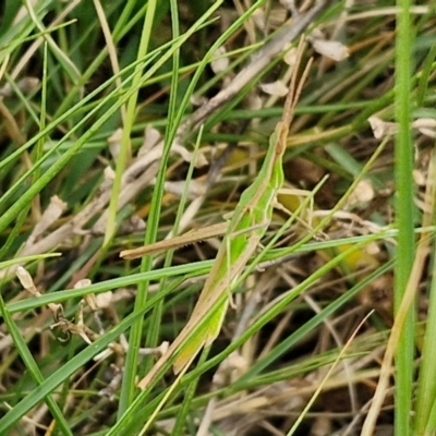 Acrida conica (Giant green slantface) at Wairo Beach and Dolphin Point - 24 Feb 2024 by trevorpreston