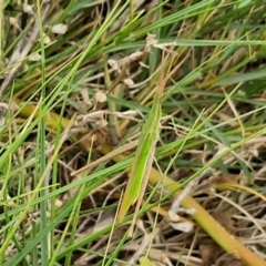Acrida conica at Meroo National Park - 24 Feb 2024