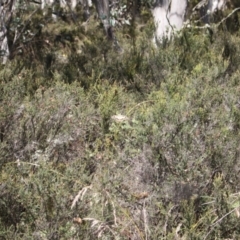 Papilio demoleus (Chequered Swallowtail) at Cotter River, ACT - 24 Feb 2024 by VanceLawrence