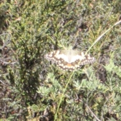 Papilio demoleus at Namadgi National Park - 24 Feb 2024 11:19 AM