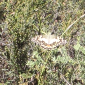 Papilio demoleus at Namadgi National Park - 24 Feb 2024