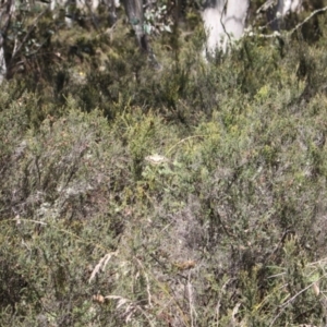 Papilio demoleus at Namadgi National Park - 24 Feb 2024 11:19 AM