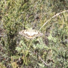 Papilio demoleus at Namadgi National Park - 24 Feb 2024 11:19 AM