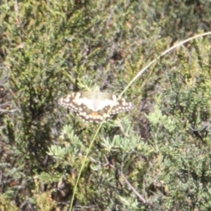 Papilio demoleus at Namadgi National Park - 24 Feb 2024