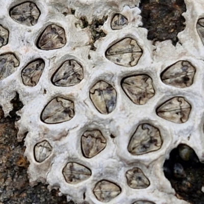 Chamaesipho tasmanica (Honeycomb Barnacle) at Dolphin Point, NSW - 24 Feb 2024 by trevorpreston