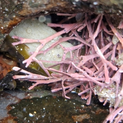 Unidentified Marine Alga & Seaweed at Wairo Beach and Dolphin Point - 24 Feb 2024 by trevorpreston