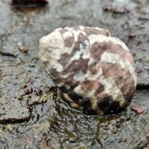 Austrocochlea porcata at Wairo Beach and Dolphin Point - 24 Feb 2024