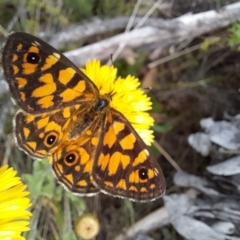 Oreixenica lathoniella (Silver Xenica) at Namadgi National Park - 24 Feb 2024 by VanceLawrence