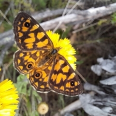 Oreixenica lathoniella at Namadgi National Park - 24 Feb 2024