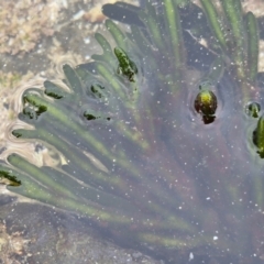 Codium fragile at Dolphin Point, NSW - 24 Feb 2024 by trevorpreston