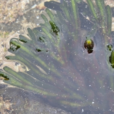 Codium fragile at Dolphin Point, NSW - 24 Feb 2024 by trevorpreston