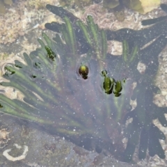 Unverified at suppressed - suppressed