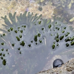 Unverified at suppressed - suppressed