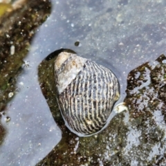 Austrocochlea porcata (Zebra top snail) at Dolphin Point, NSW - 24 Feb 2024 by trevorpreston