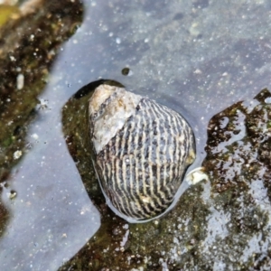 Austrocochlea porcata at Wairo Beach and Dolphin Point - 24 Feb 2024 04:47 PM