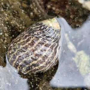 Austrocochlea porcata at Wairo Beach and Dolphin Point - 24 Feb 2024 04:47 PM