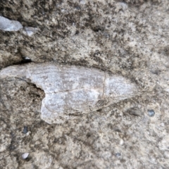 Unidentified Fossil / Geological Feature at Meroo National Park - 24 Feb 2024 by trevorpreston