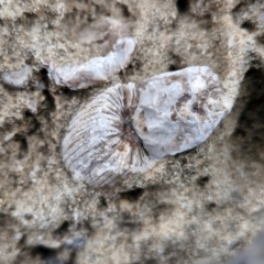 Unverified Fossil / Geological Feature by trevorpreston