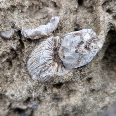 Unidentified Fossil / Geological Feature at Meroo National Park - 24 Feb 2024 by trevorpreston