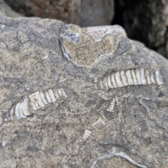 Unidentified Fossil / Geological Feature at Wairo Beach and Dolphin Point - 24 Feb 2024 by trevorpreston