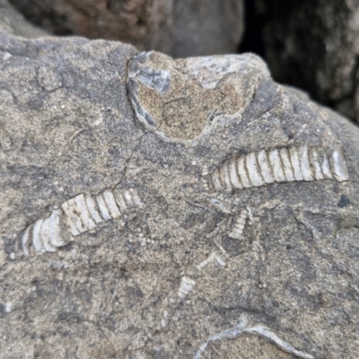 Unidentified Fossil / Geological Feature at Meroo National Park - 24 Feb 2024 by trevorpreston