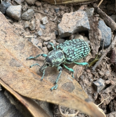 Chrysolopus spectabilis (Botany Bay Weevil) at Springside, NSW - 24 Feb 2024 by Jbro