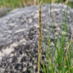 Sporobolus virginicus (Coastal Rat-tail Grass) at Dolphin Point, NSW - 24 Feb 2024 by trevorpreston